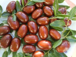 Chinese dadels planten en verzorgen, hoe ze te kweken en verspreiden, ziektes bestrijden