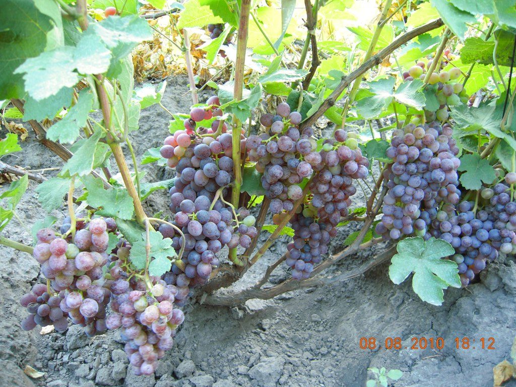 early purple grapes