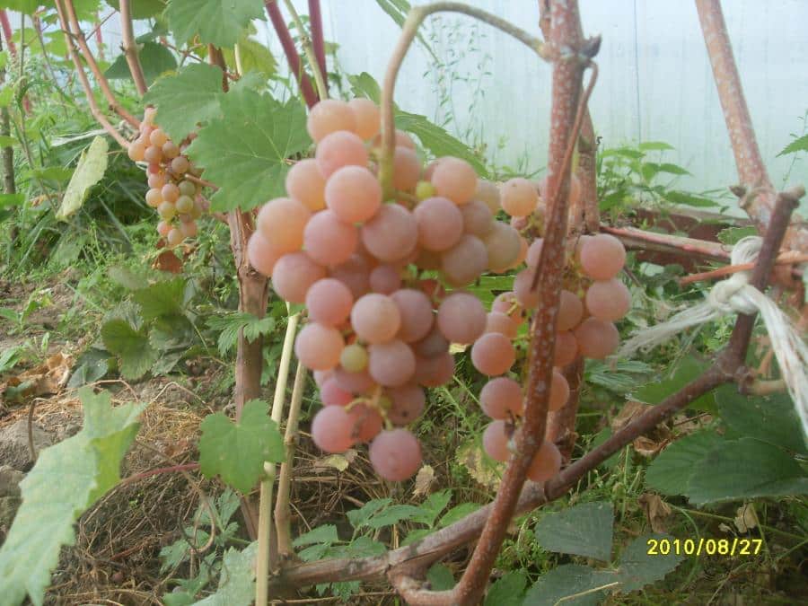 anggur menyusun semula anak pokok berwarna merah jambu