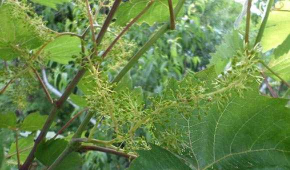 pematangan pokok anggur