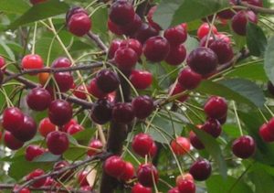 Description et caractéristiques des variétés de cerises Rovesnitsa, histoire et caractéristiques de la culture