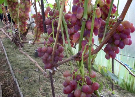 arched grapes