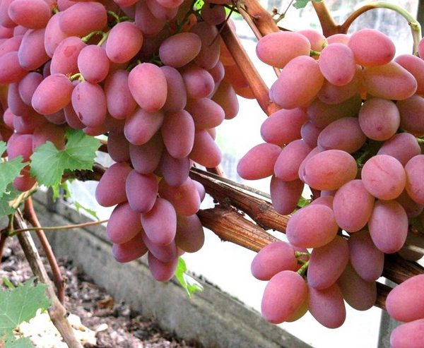 Uvas Helios