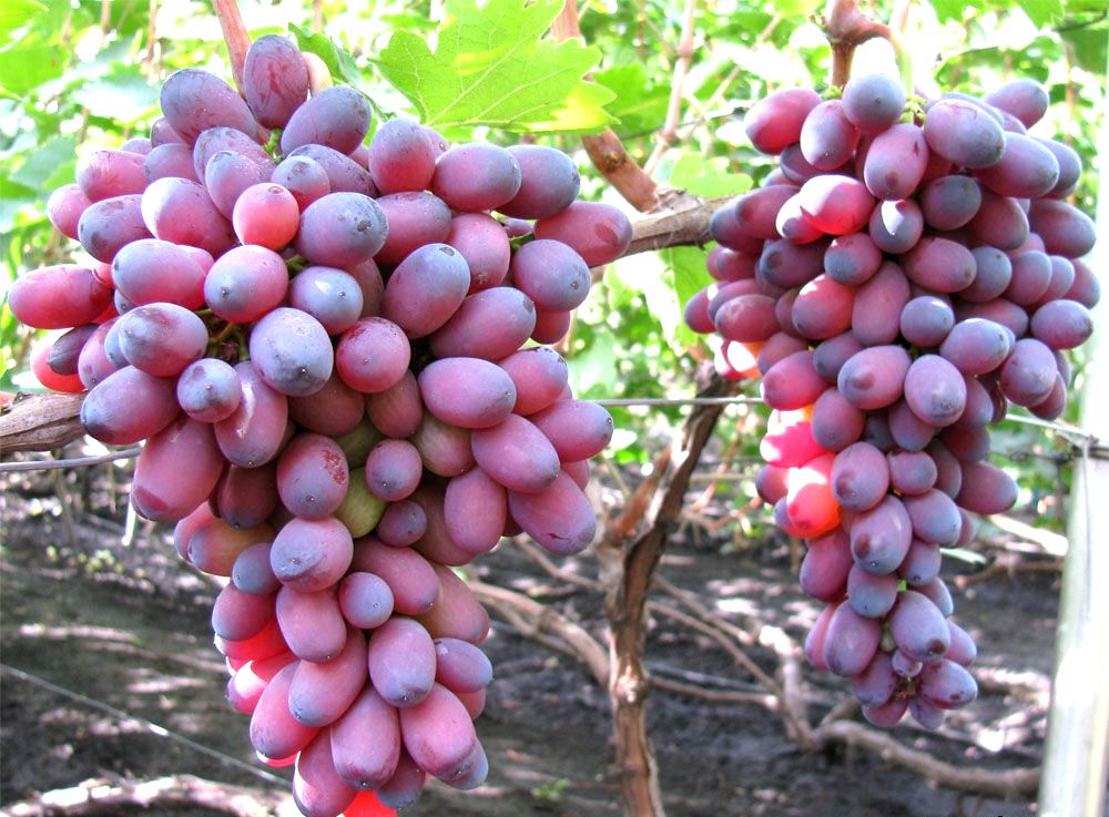 uvas de las tierras bajas