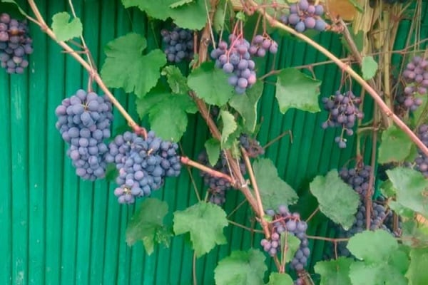 vigne sur la clôture