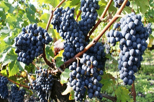 ripening of bunches