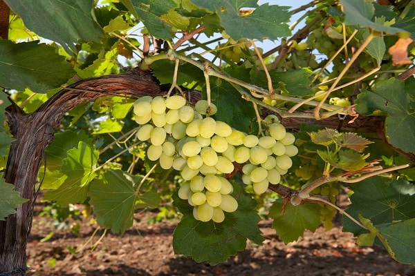 jutosité des fruits