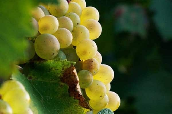 white grapes