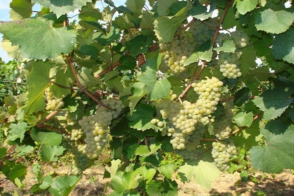 taille des vignes