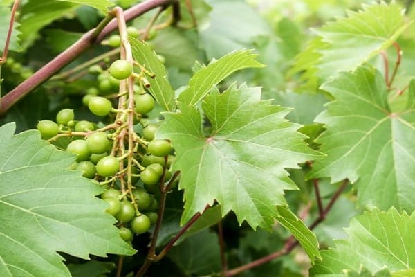 young berries