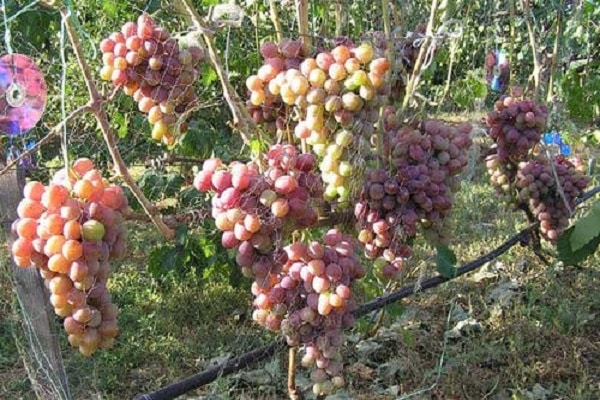 tamaño de la fruta