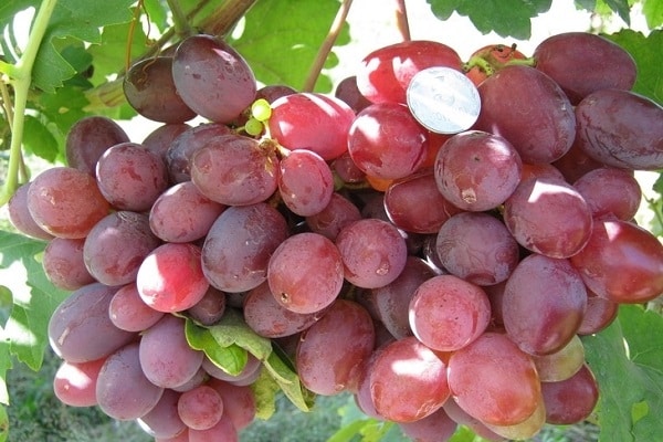 coin on berries