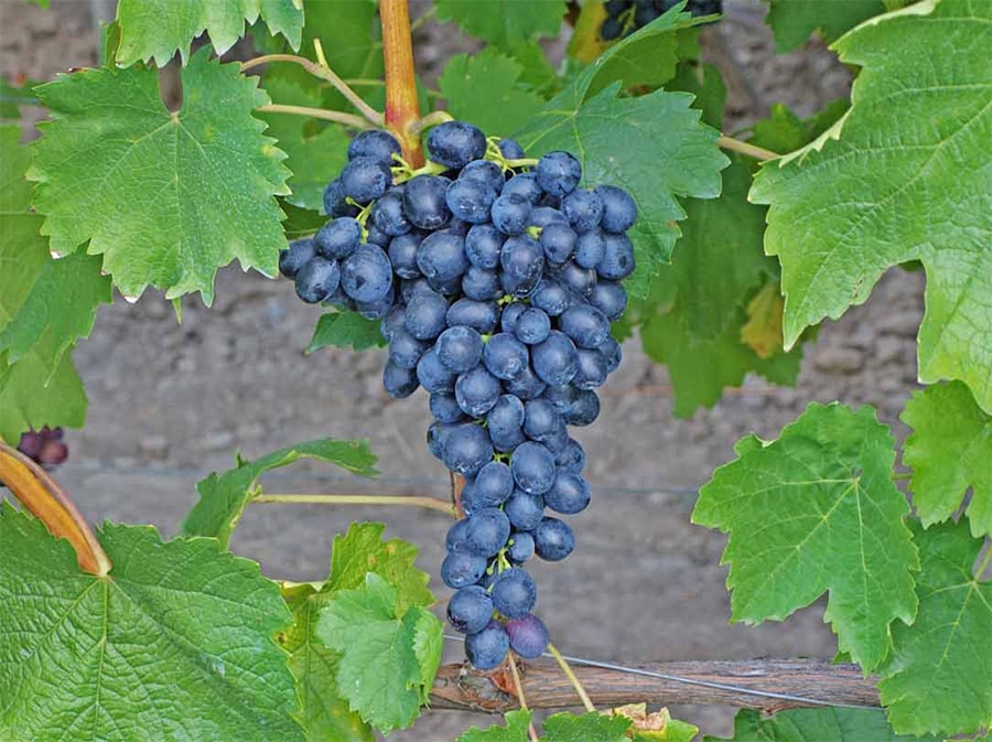 uvas del ática