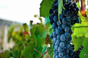 Description and characteristics of the Bastardo grape variety, history and growing rules