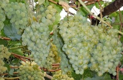 milagro de uvas blancas