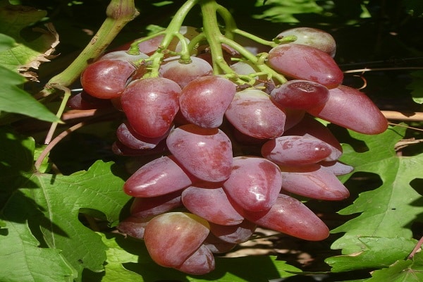 description of grapes