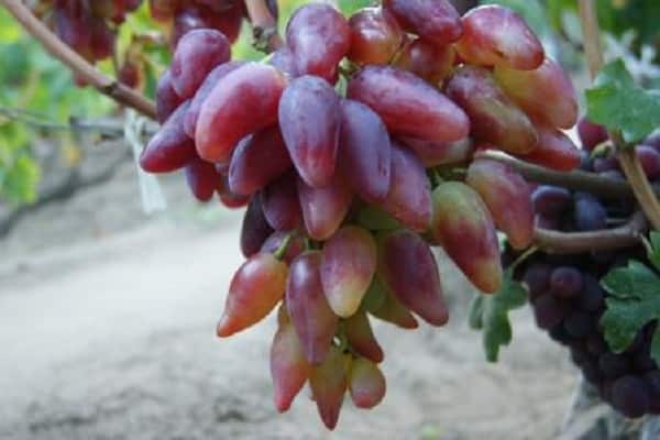 bouquet formé