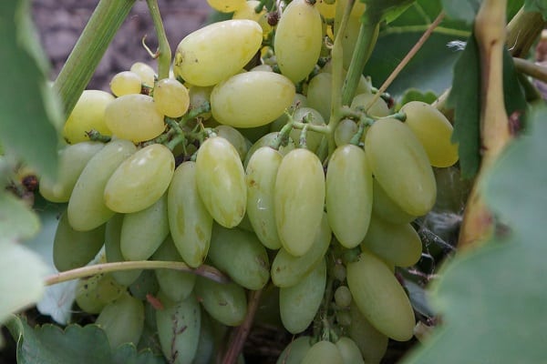 plaît avec les fruits