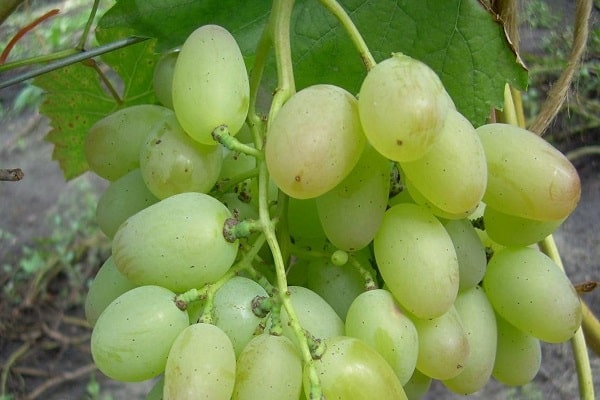 elegant grapes