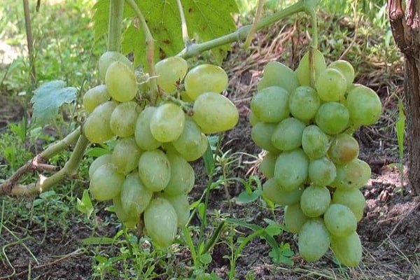 jeune vigne