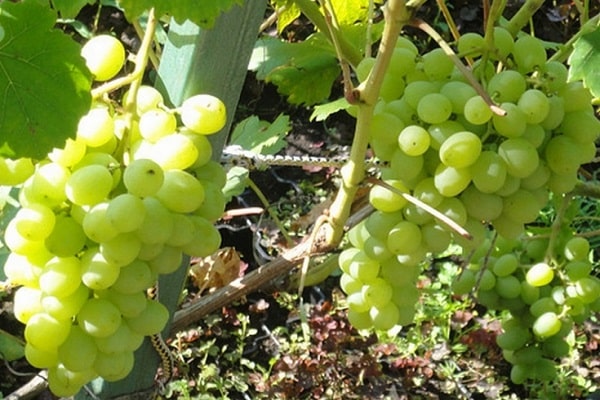 vegetation on leaves