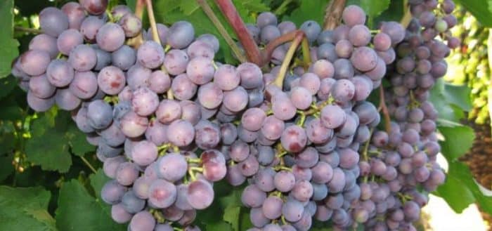 early purple grapes