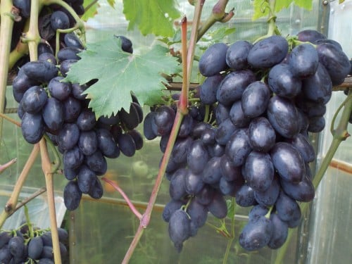 buffet grapes