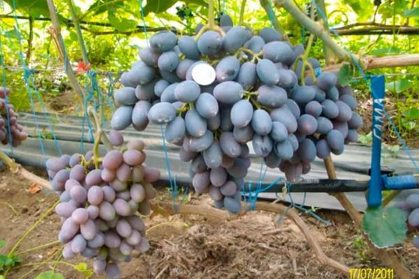 racimos de uvas