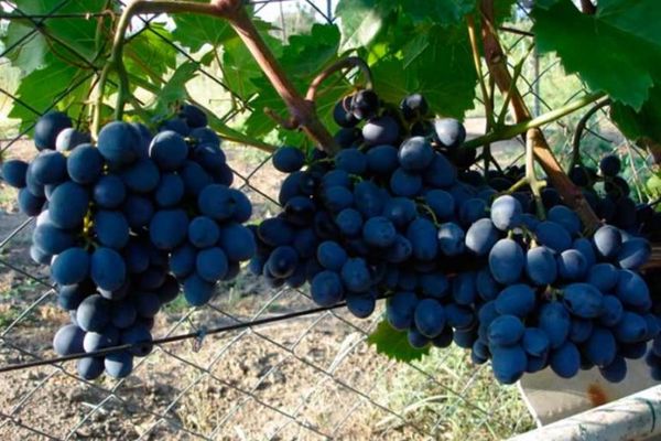 ripening of grapes