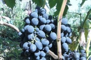 Description and characteristics of the Gala grape variety, history and subtleties of cultivation