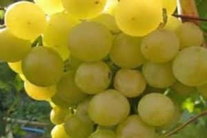 Description and characteristics, advantages and disadvantages of the Galbena Nou grape variety and the subtleties of cultivation