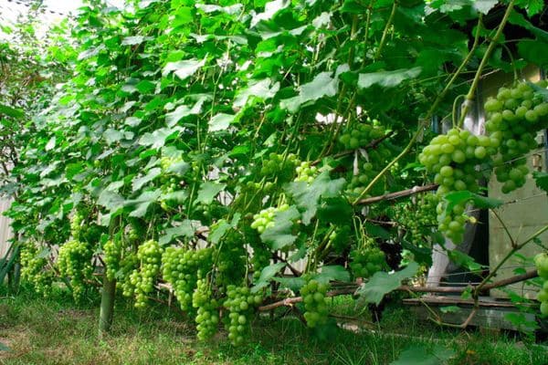 racimos de uvas