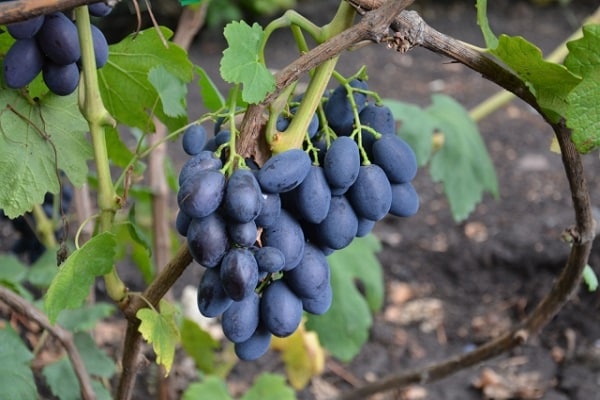 ripening of berries