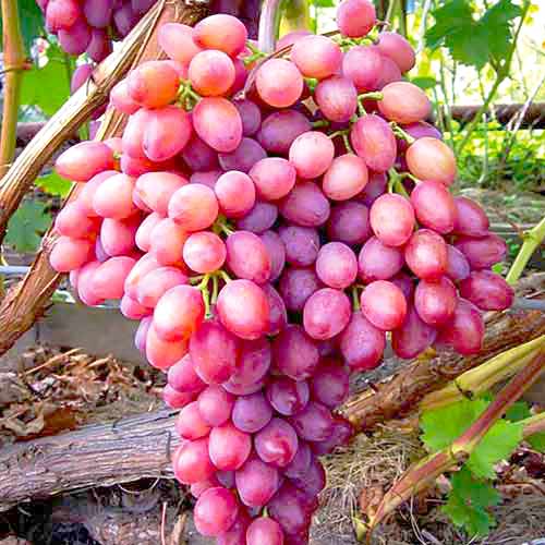 arched grapes