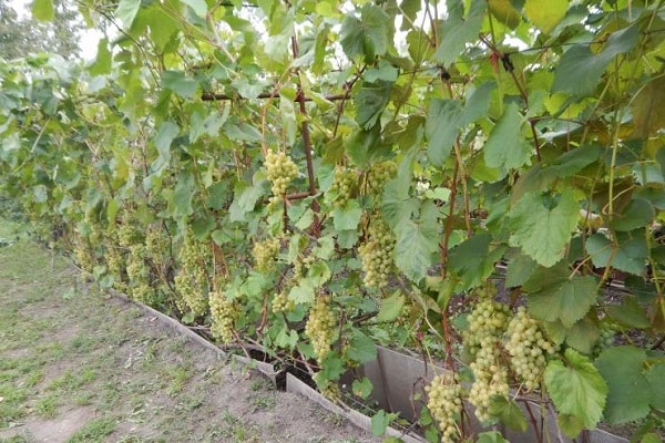 mur de verdure