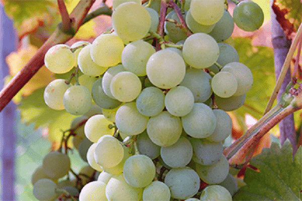 description of grapes