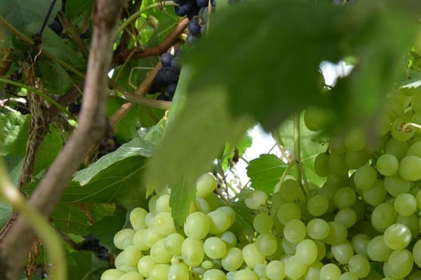 green berries