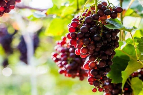 grape propagation