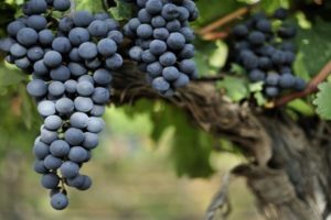 Description and characteristics of the grape variety Livadiysky Black, history and rules of cultivation