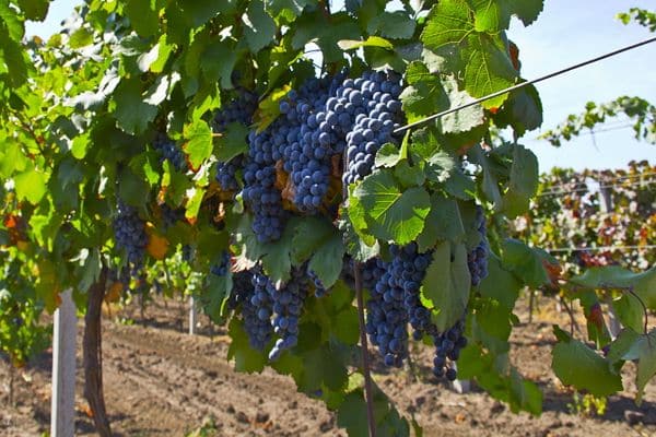 características de la variedad