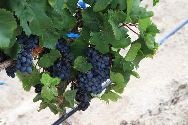 colgando uvas