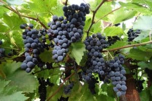 Description and characteristics of the Marquette grape variety, history and features of cultivation