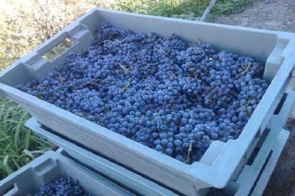 boxes of grapes