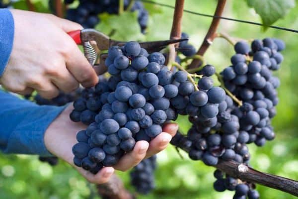 pruning grapes