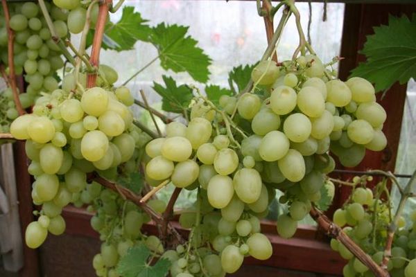 racimos de uvas