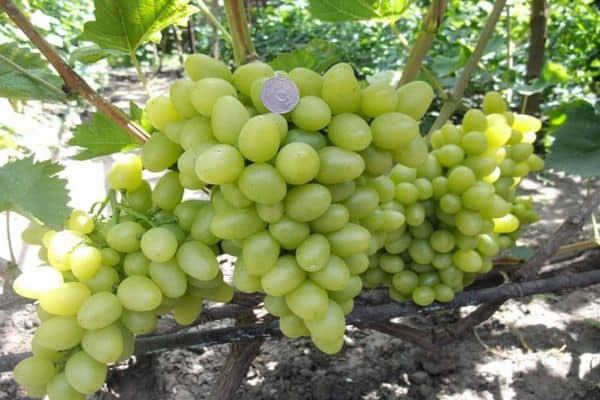 grape cultivation