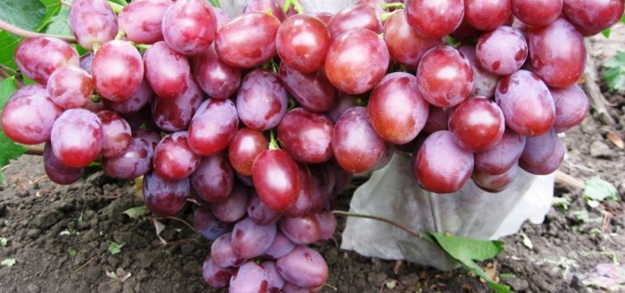 uvas de las tierras bajas