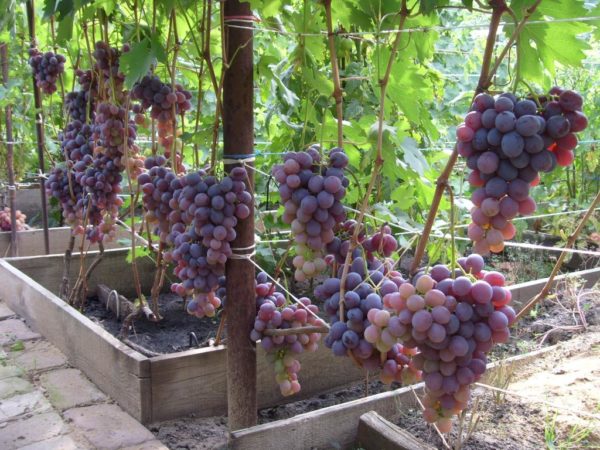 uvas de las tierras bajas