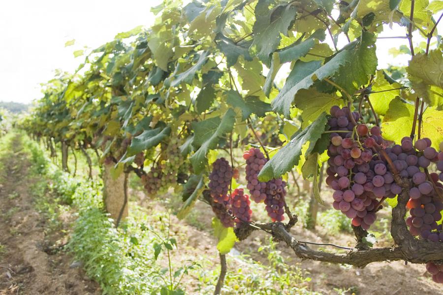 uvas de las tierras bajas