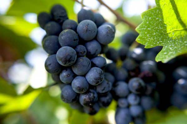 blue grape garnacha